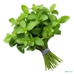 Mint 2 Bunch